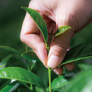 六奉茶學#001-綠茶、青茶搞不懂差別?認識茶葉的六大分類 Logo圖片